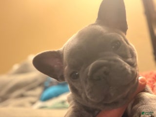 French Bulldog dogs Stormy - Ad 11