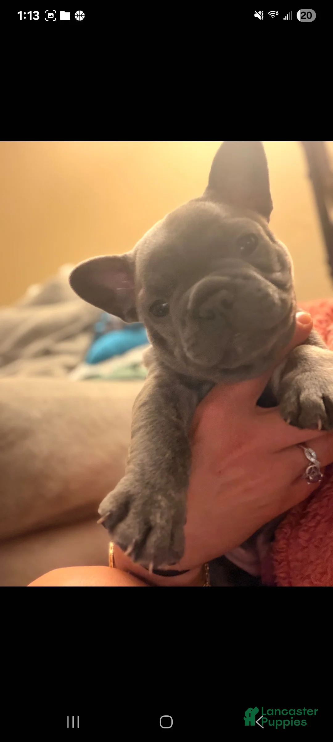French Bulldog dogs for sale: Stormy - Ad 6