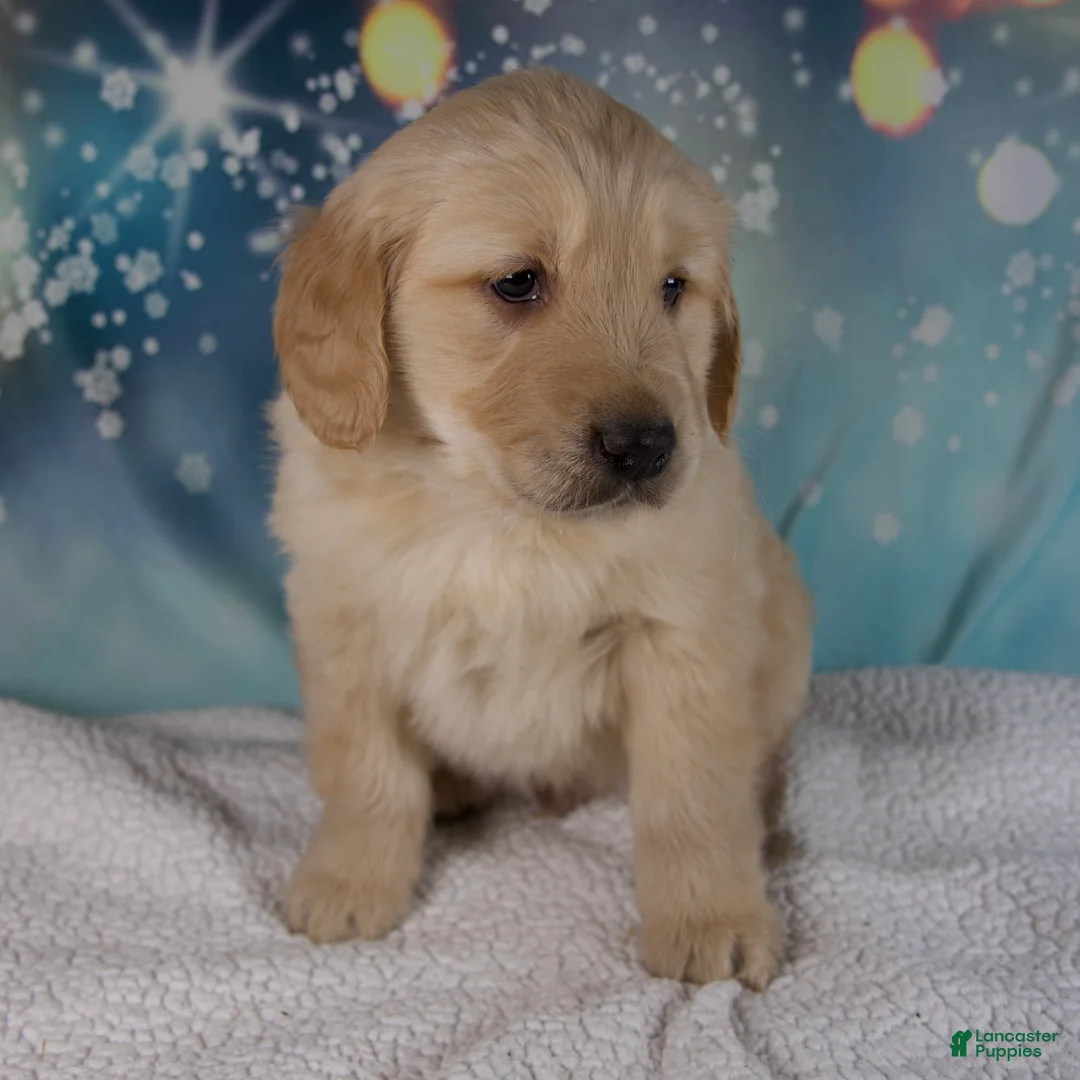 Golden Retriever dogs for sale: Edison - Ad 5