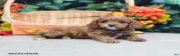 Cavapoo dogs for sale: Patsy - Ad 3