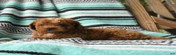 Cavapoo dogs for sale: Melvin - Ad 2