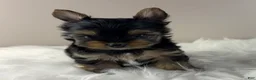 Yorkshire Terrier dogs for sale: Mikey - Ad 4