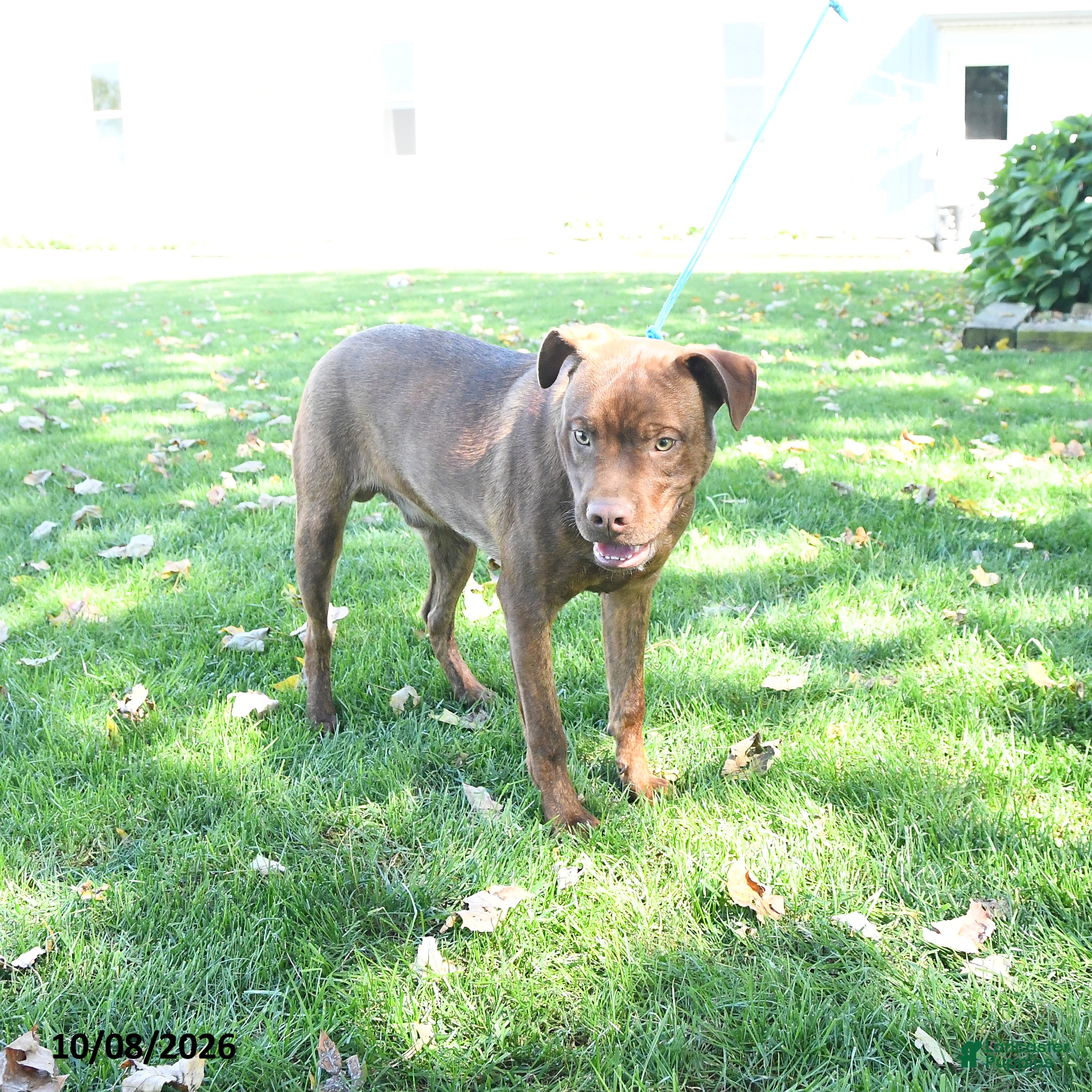 Mixed Breed dogs Rover - Ad 1