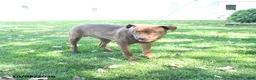 Mixed Breed dogs for sale: Rover - Ad 1