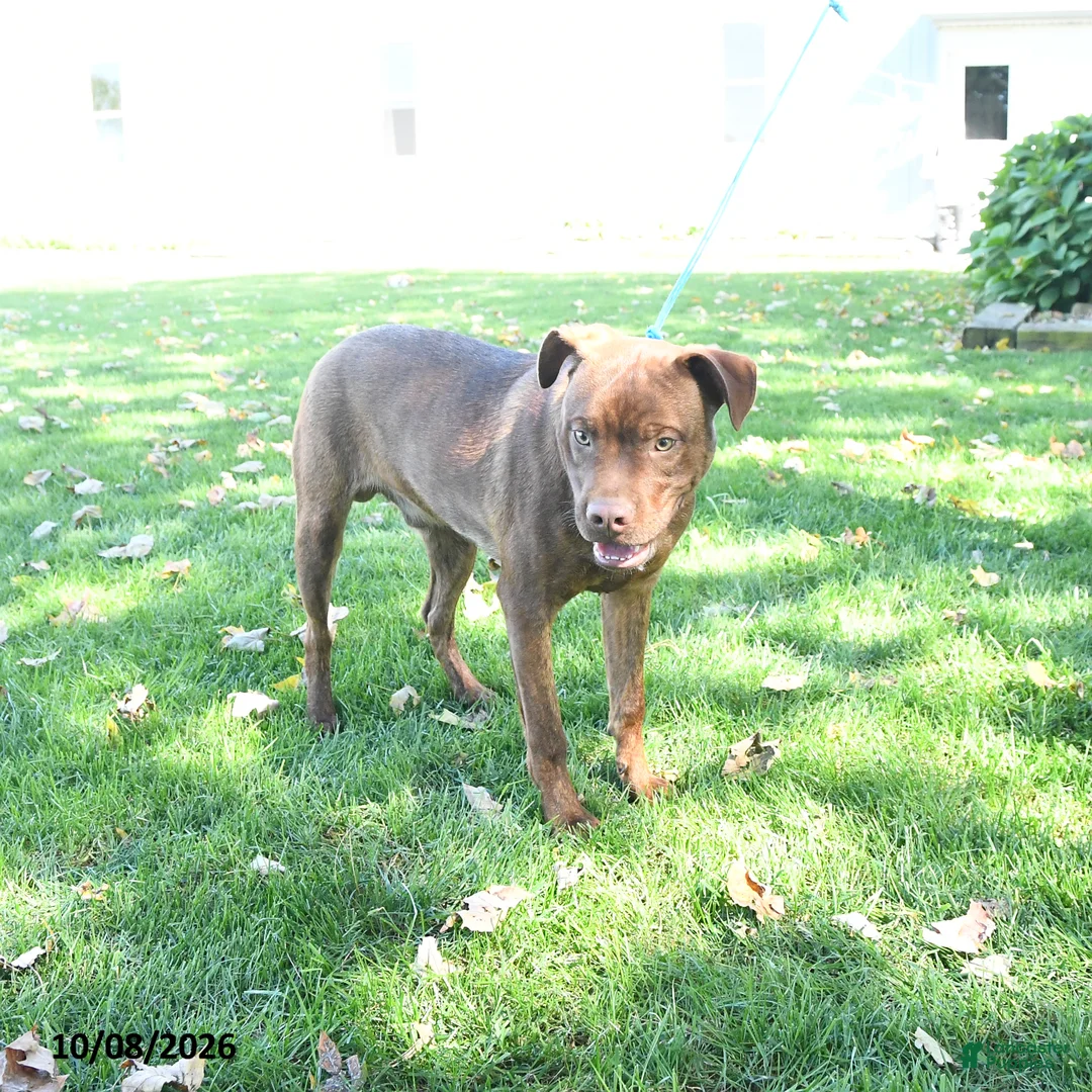 Mixed Breed dogs for sale: Rover - Ad 1