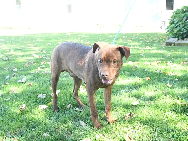 Mixed Breed dogs Rover - Ad 1