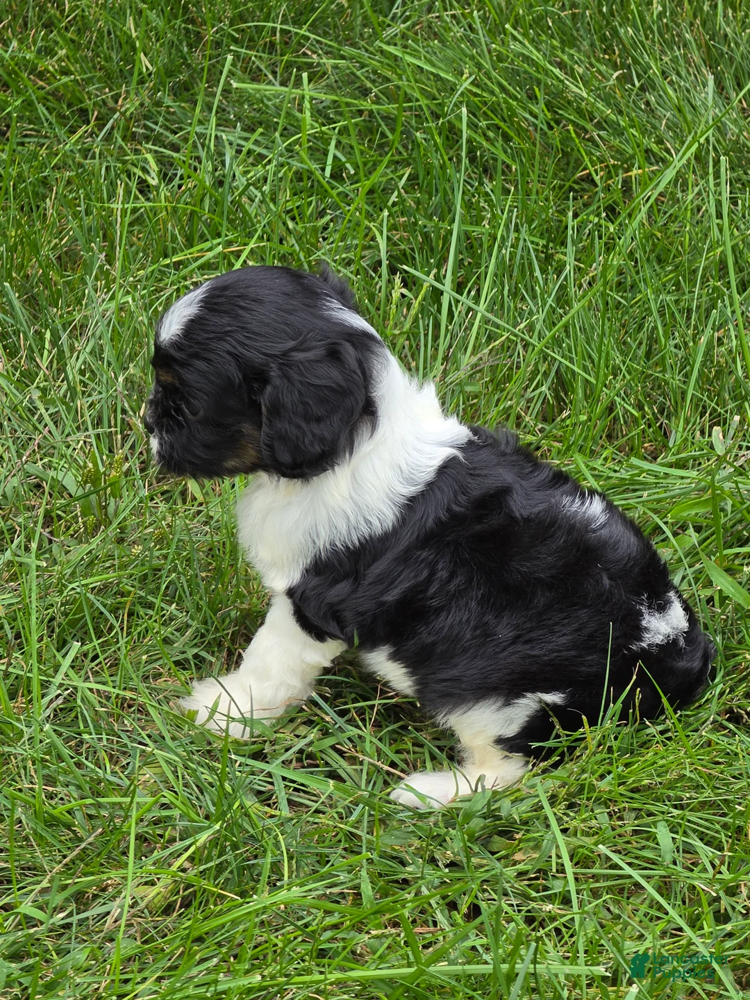 Cavapoo dogs for sale: Scout - Ad 5