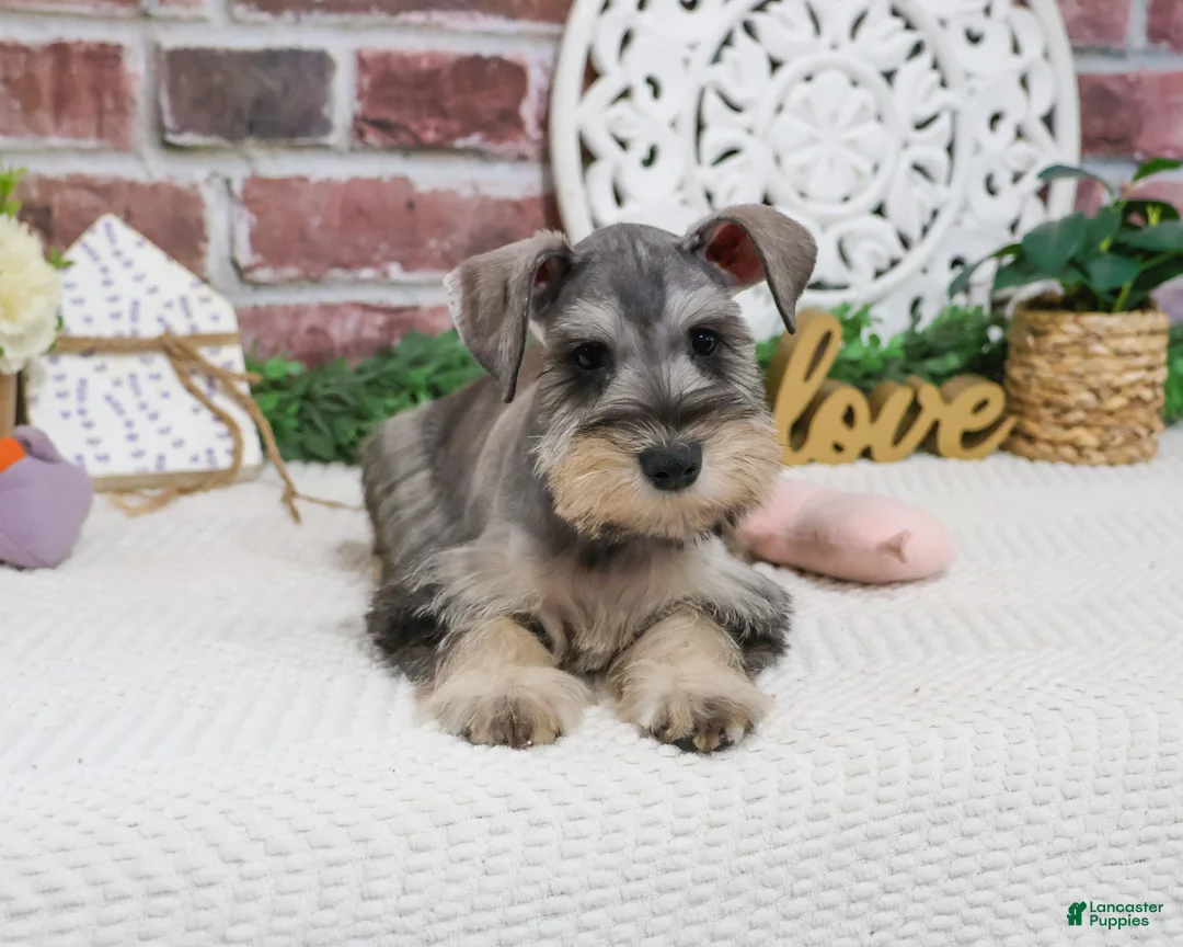 Miniature Schnauzer dogs for sale: Hadley  - Ad 2