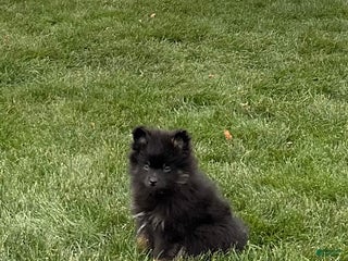 Pomeranian dogs Tucker - Ad 35