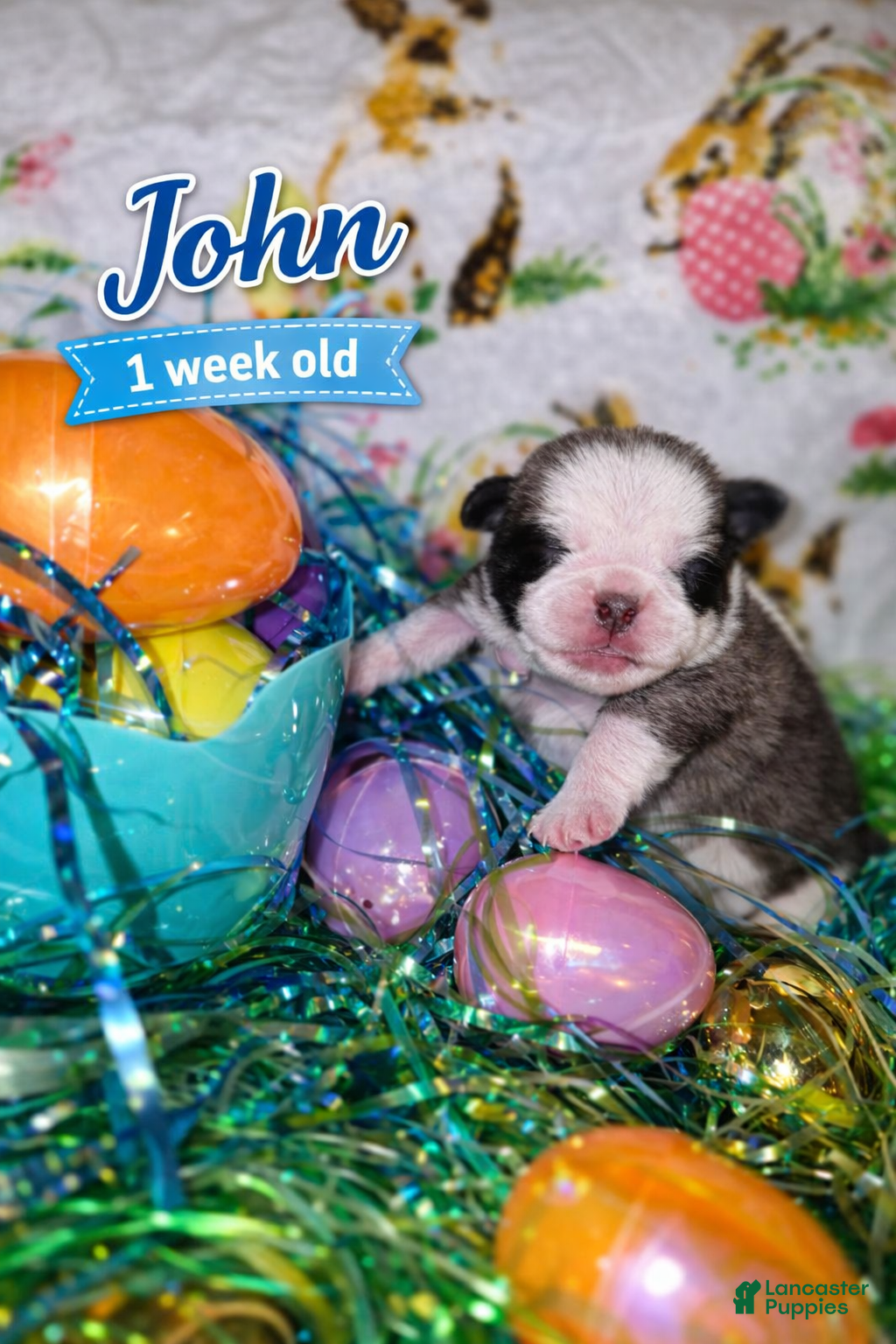 Pug dogs JOHN - Ad 1