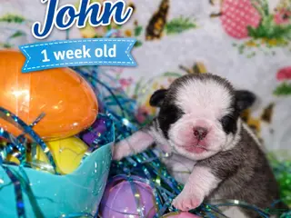 Pug dogs JOHN - Ad 1