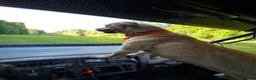 Black Mouth Cur dogs for sale: Black Mouth Cur - Ad 6