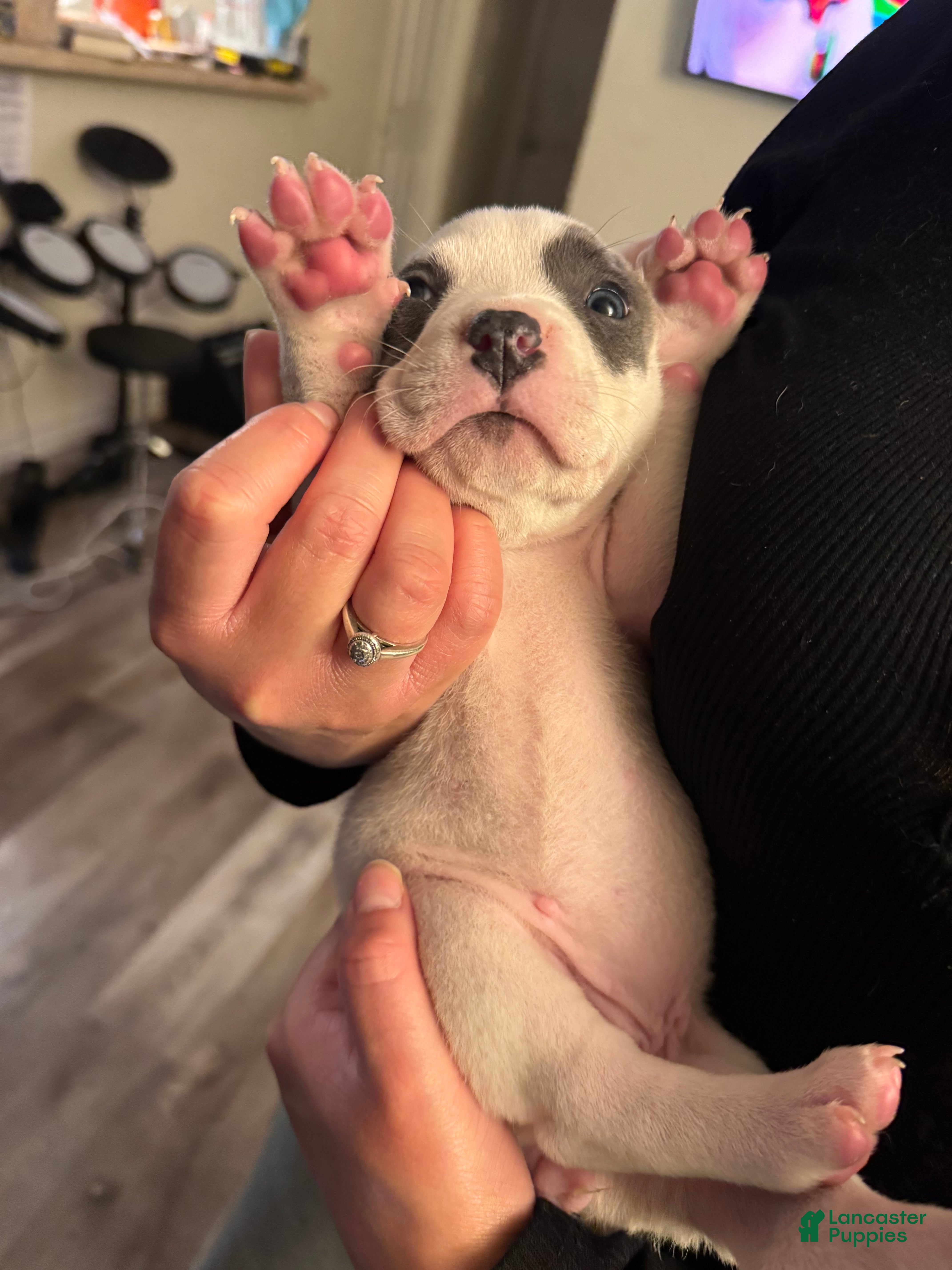 American Pit Bull Terrier dogs for sale: American Pit Bull Terrier Puppy 2 - Ad 3