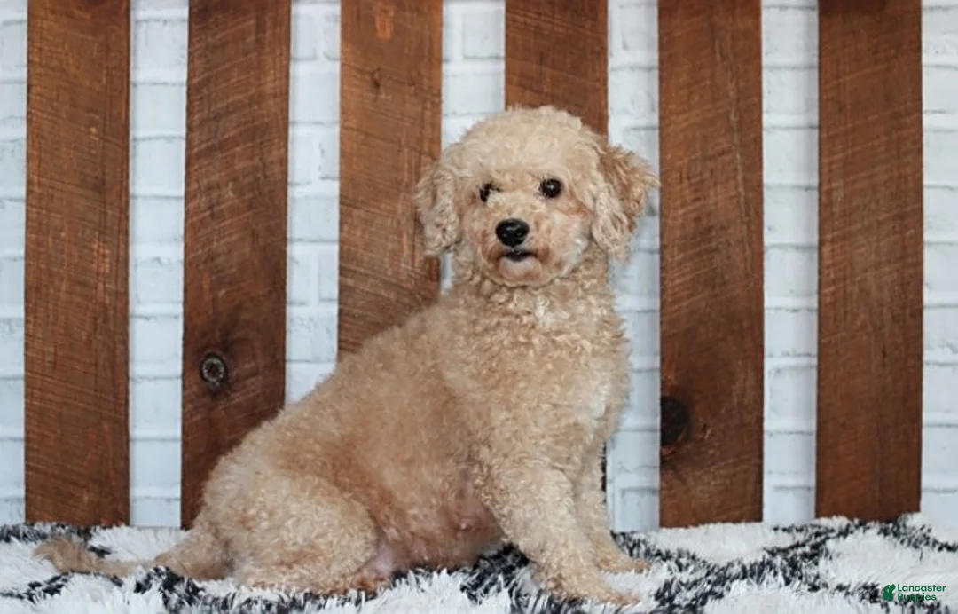 Bichpoo dogs for sale: Trixie - Ad 10