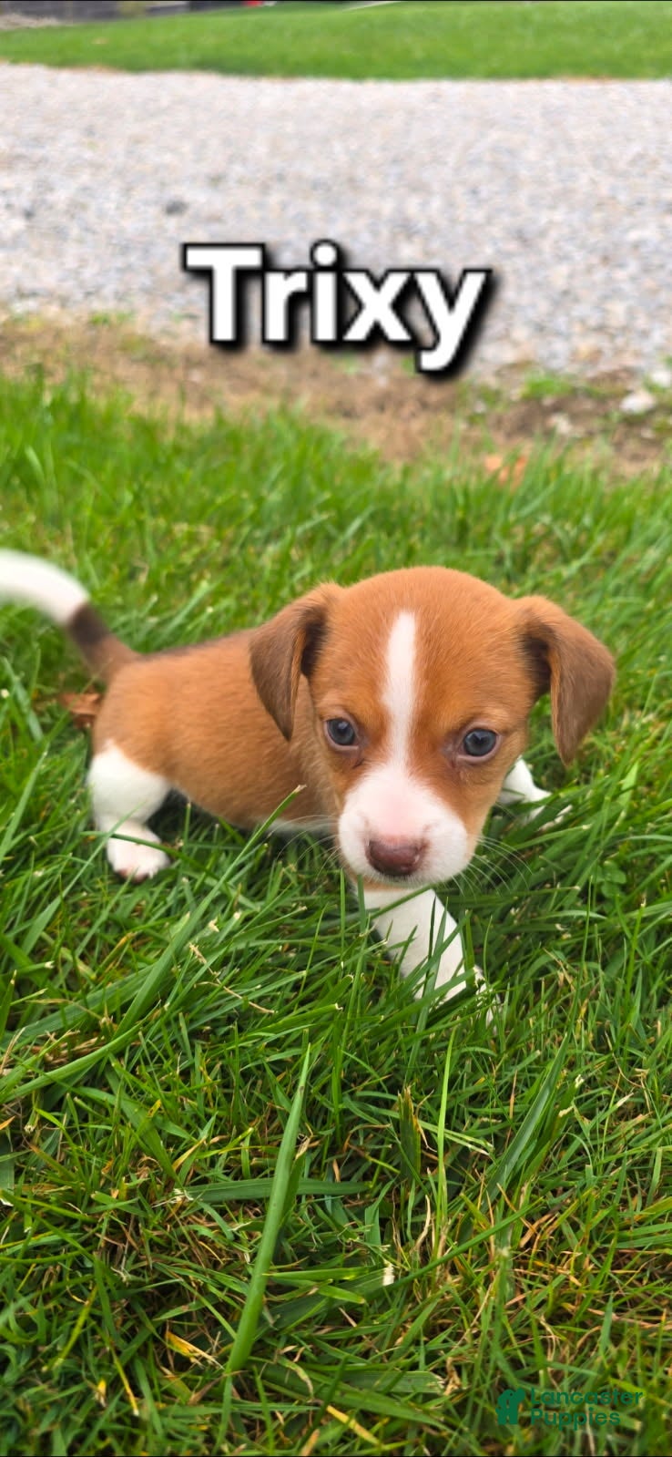 Mixed Breed dogs for sale: Trixy - Ad 1