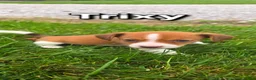 Mixed Breed dogs for sale: Trixy - Ad 1