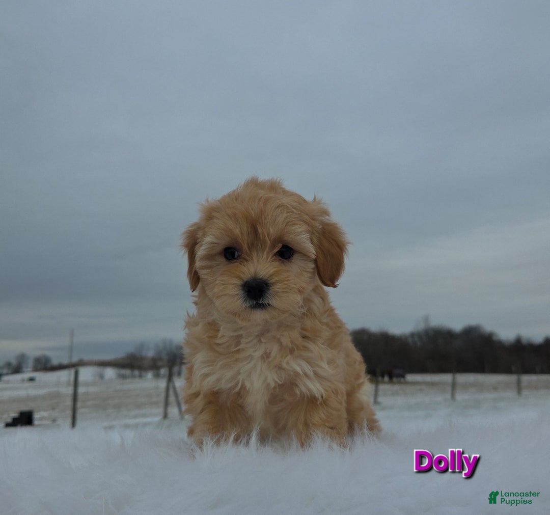 Maltipoo dogs for sale: Dolly - Ad 5