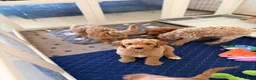Goldendoodle dogs for sale: Thomas - Ad 10