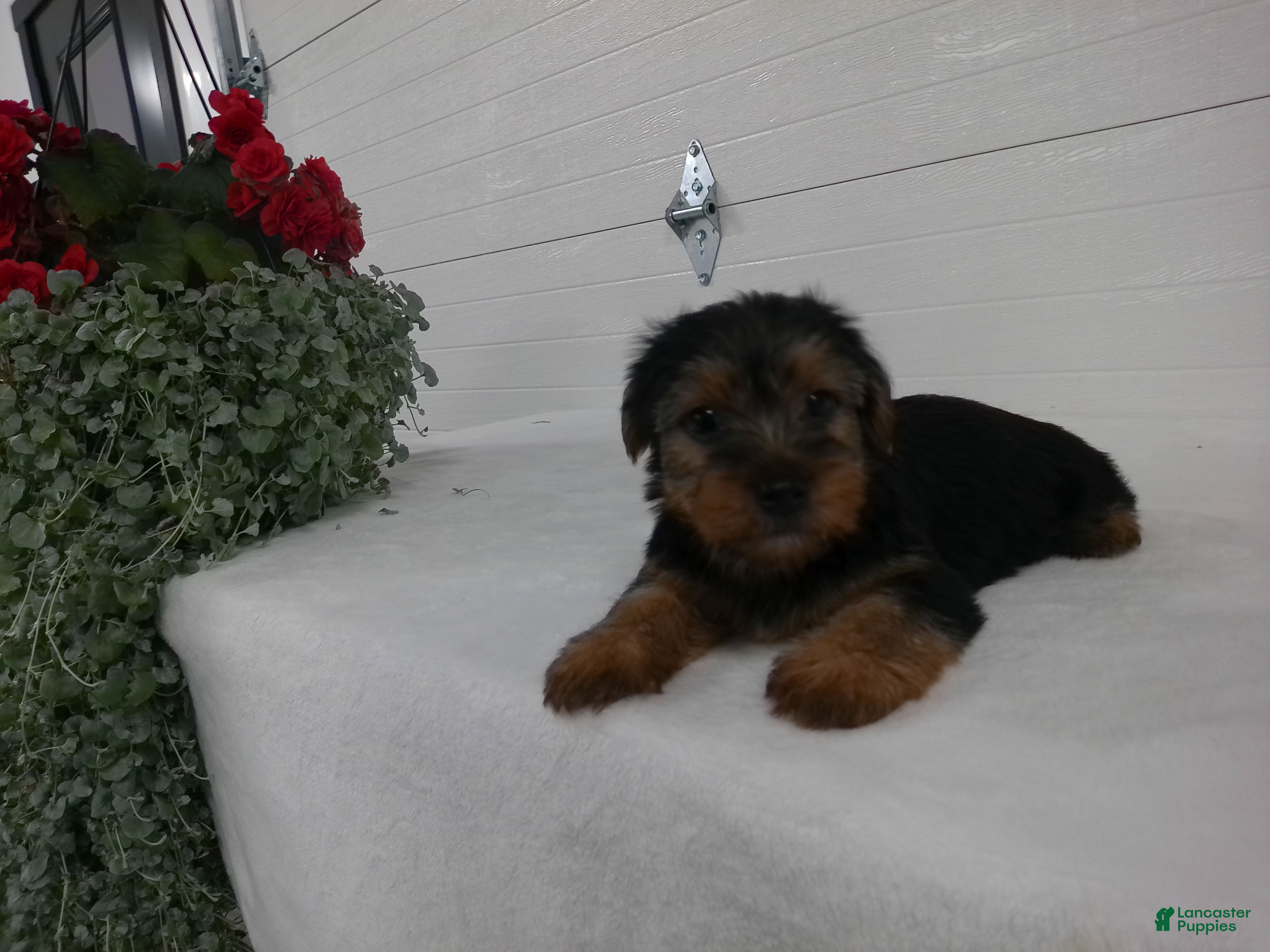 Yorkshire Terrier dogs Scout  - Ad 1