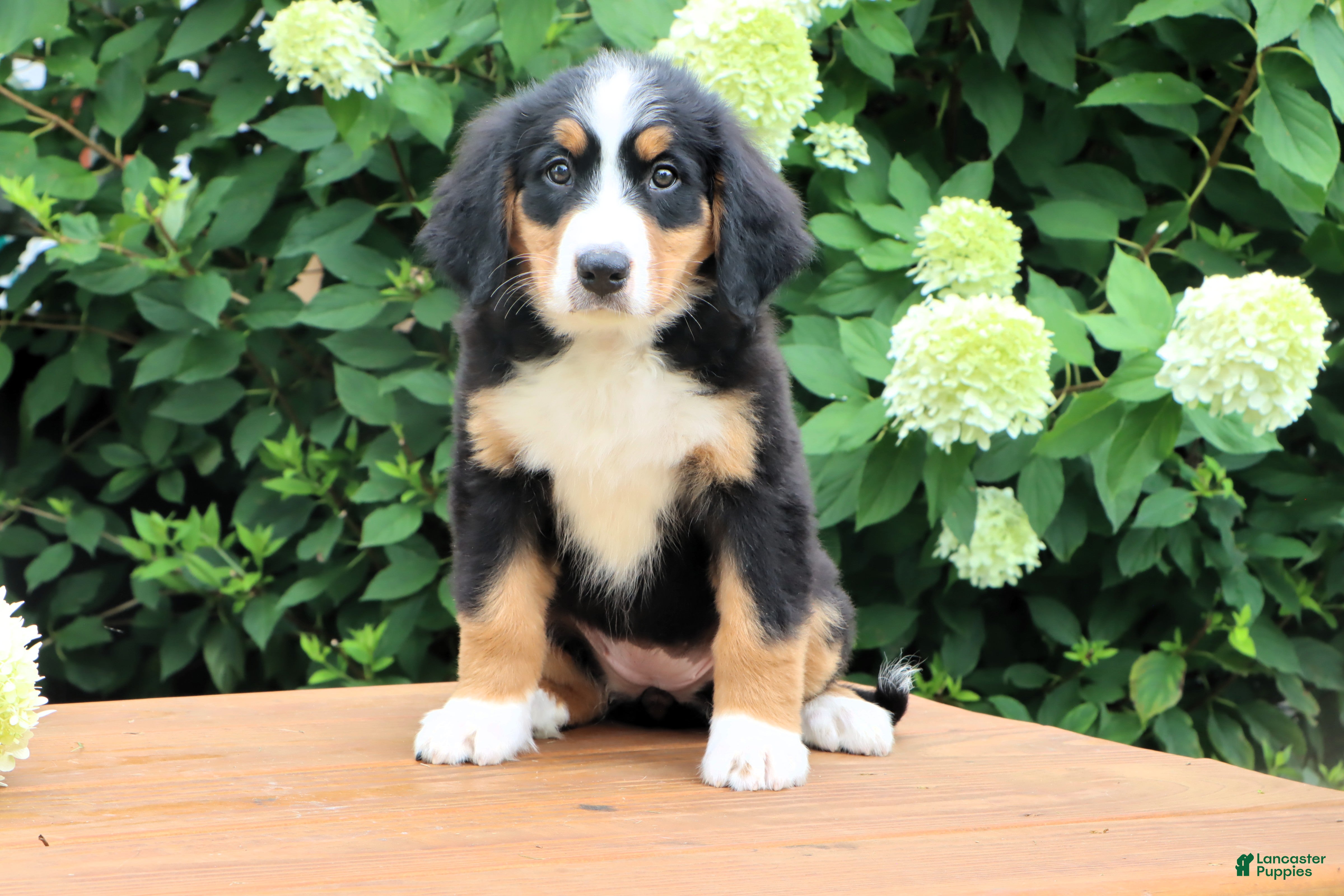 Bernese Mountain Dog dogs Ruthie - Ad 1