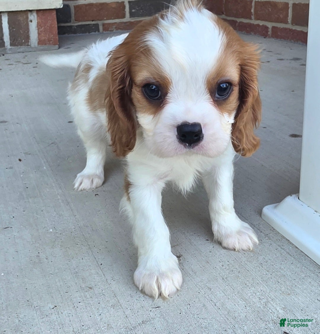 Cavalier King Charles Spaniel dogs Mo - Ad 2