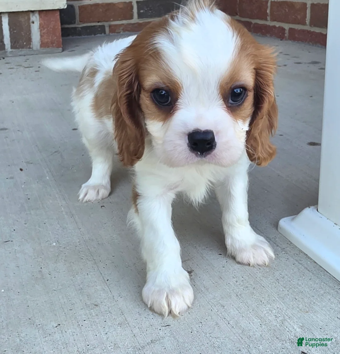 Cavalier King Charles Spaniel dogs for sale: Mo - Ad 2