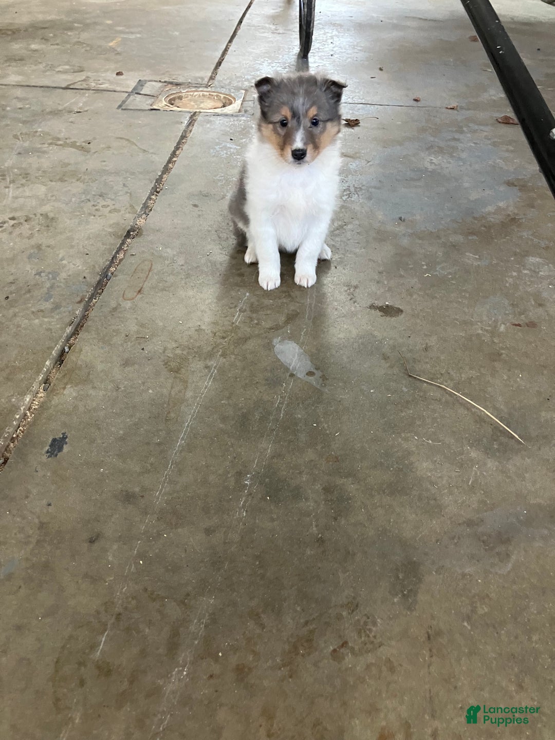 Shetland Sheepdog dogs for sale: Akc Birtha - Ad 1