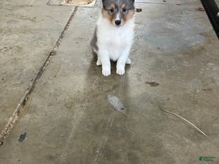 Shetland Sheepdog dogs Akc Birtha - Ad 15