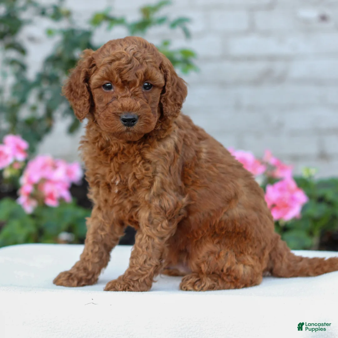 Mini Goldendoodle dogs for sale: Harvey  - Ad 3
