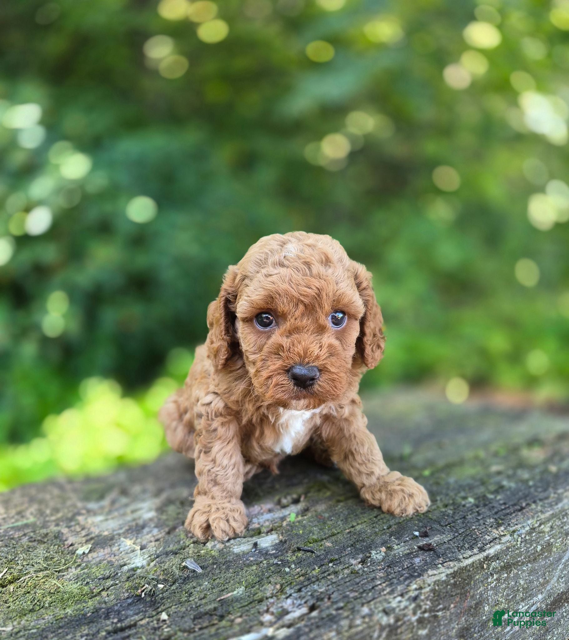 Cavapoo dogs Chester - Ad 1