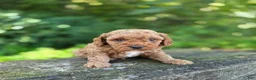 Cavapoo dogs for sale: Chester - Ad 1
