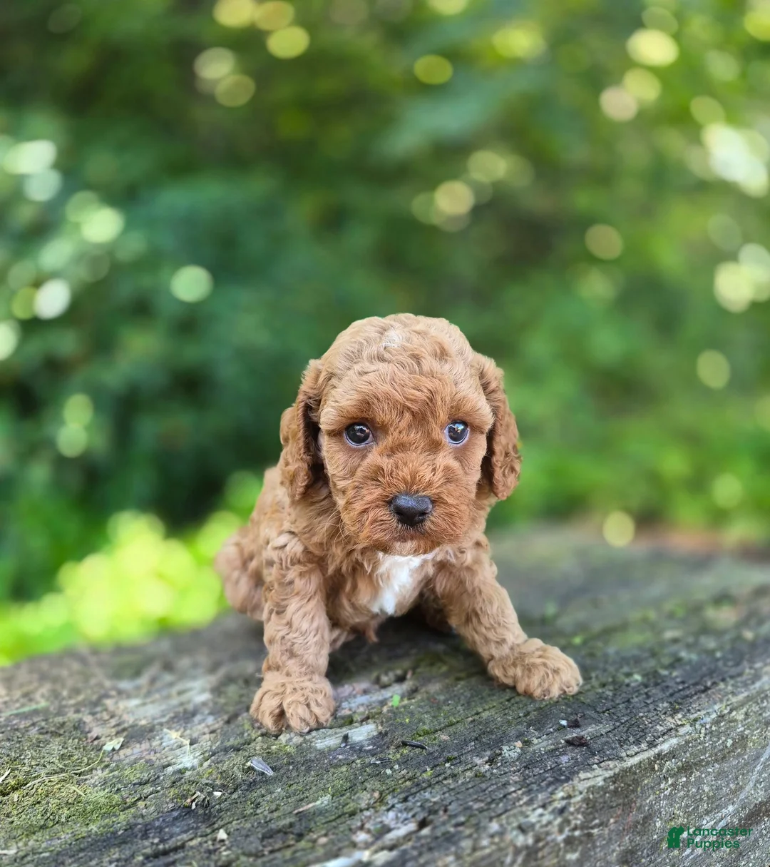 Cavapoo dogs for sale: Chester - Ad 1