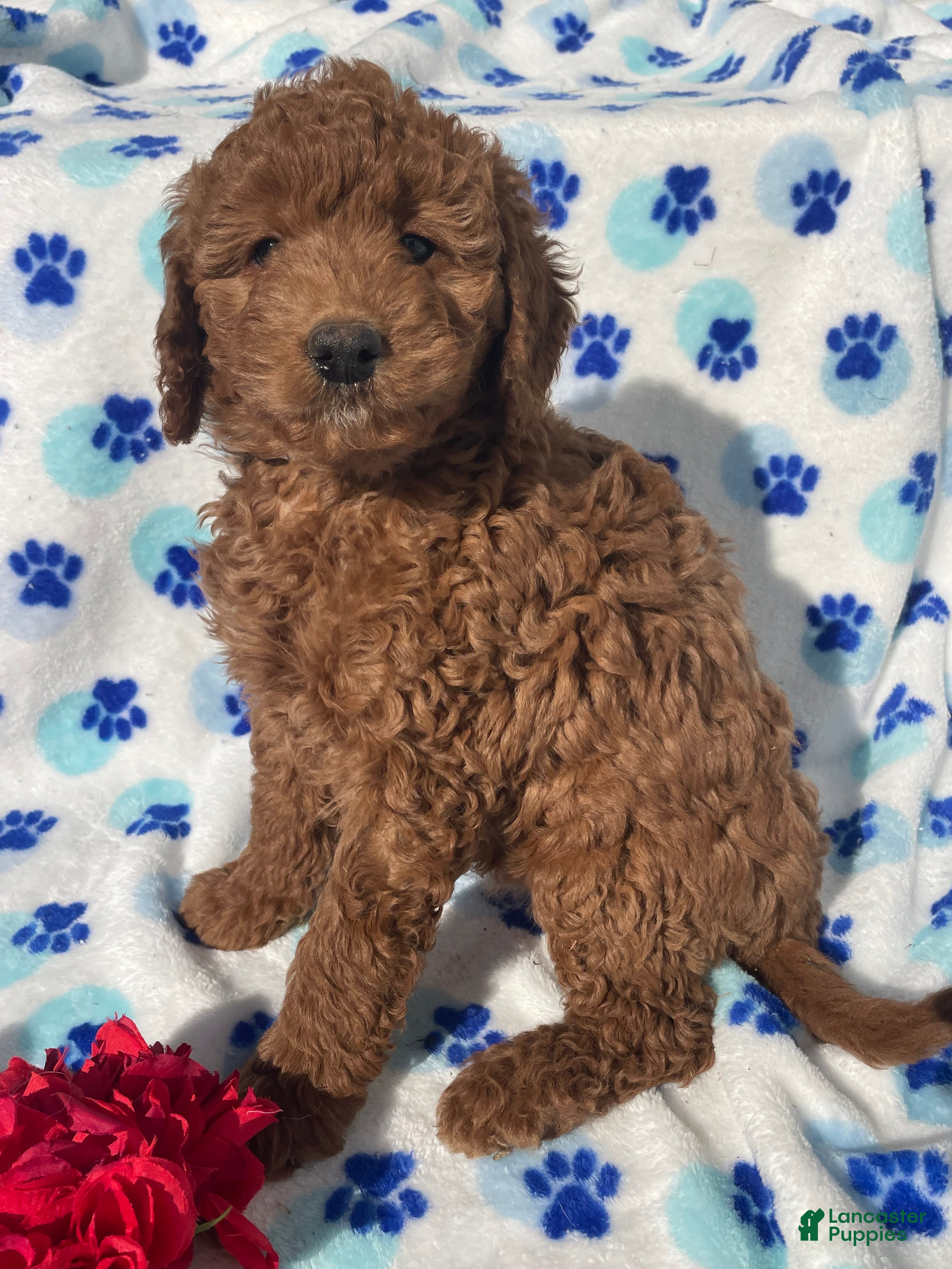 Mini Goldendoodle dogs Opal - Ad 40