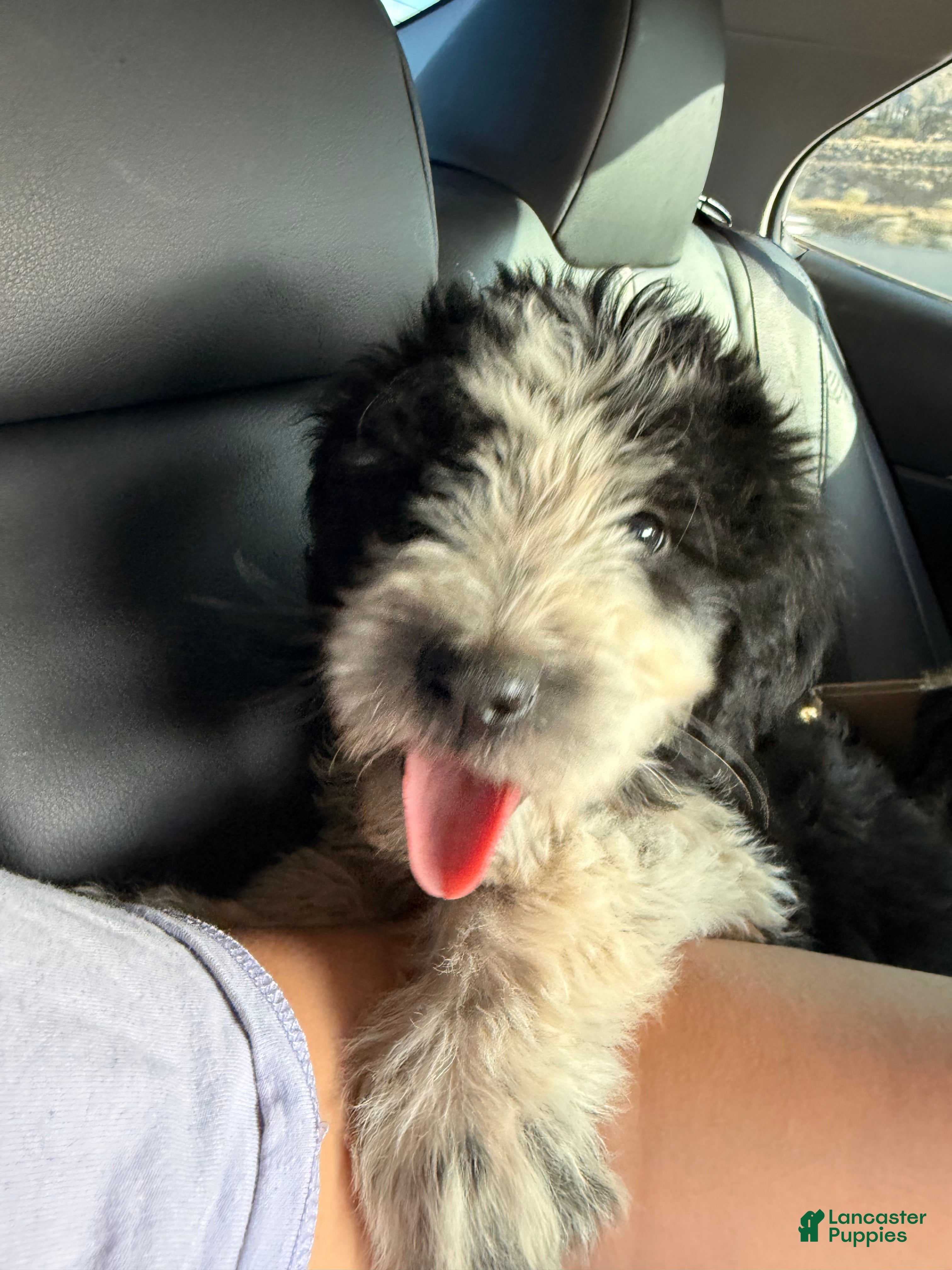 Sheepadoodle dogs Sheepadoodle 1 - Ad 1
