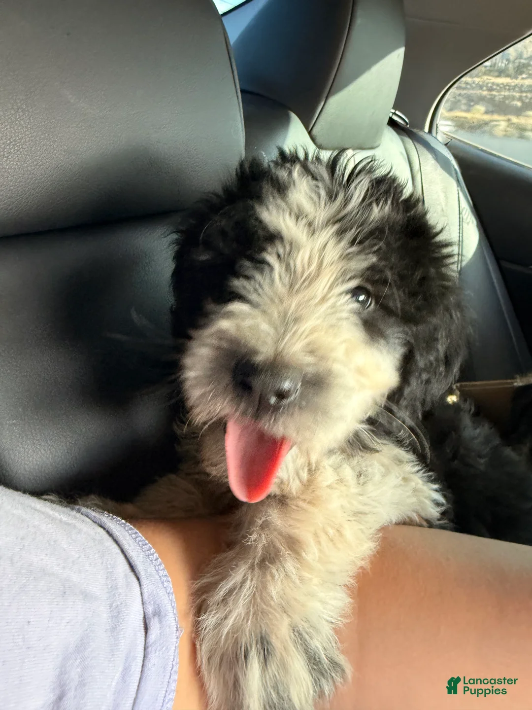 Sheepadoodle dogs for sale: Sheepadoodle 1 - Ad 1