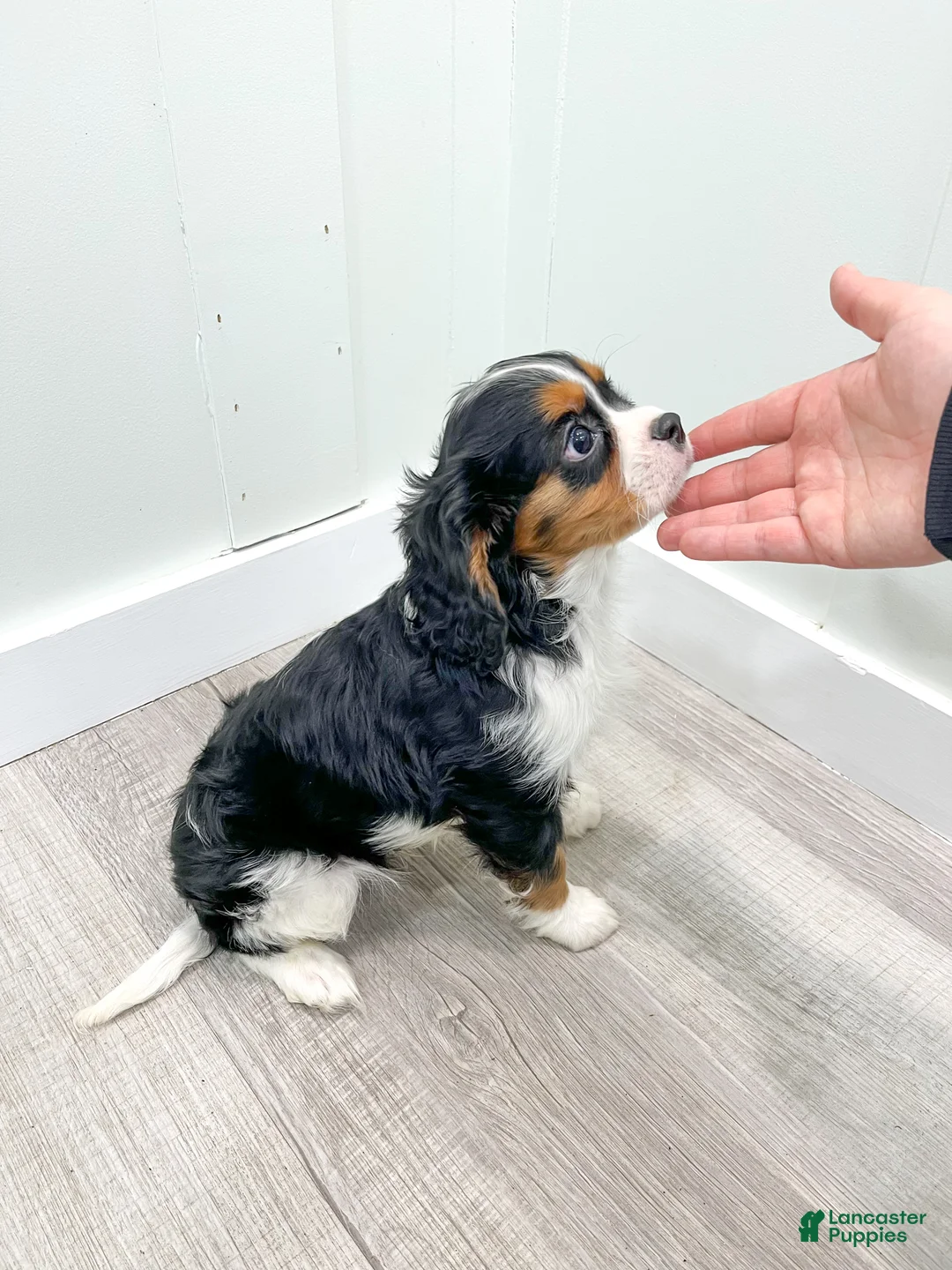 Cavalier King Charles Spaniel dogs for sale: Duff - Ad 5