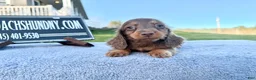 Miniature Dachshund dogs for sale: AKC female russian - Ad 7