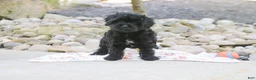 Cavapoo dogs for sale: Sophie - Ad 8