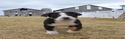 Greater Swiss Mountain Dog dogs for sale: Ember  - Ad 2