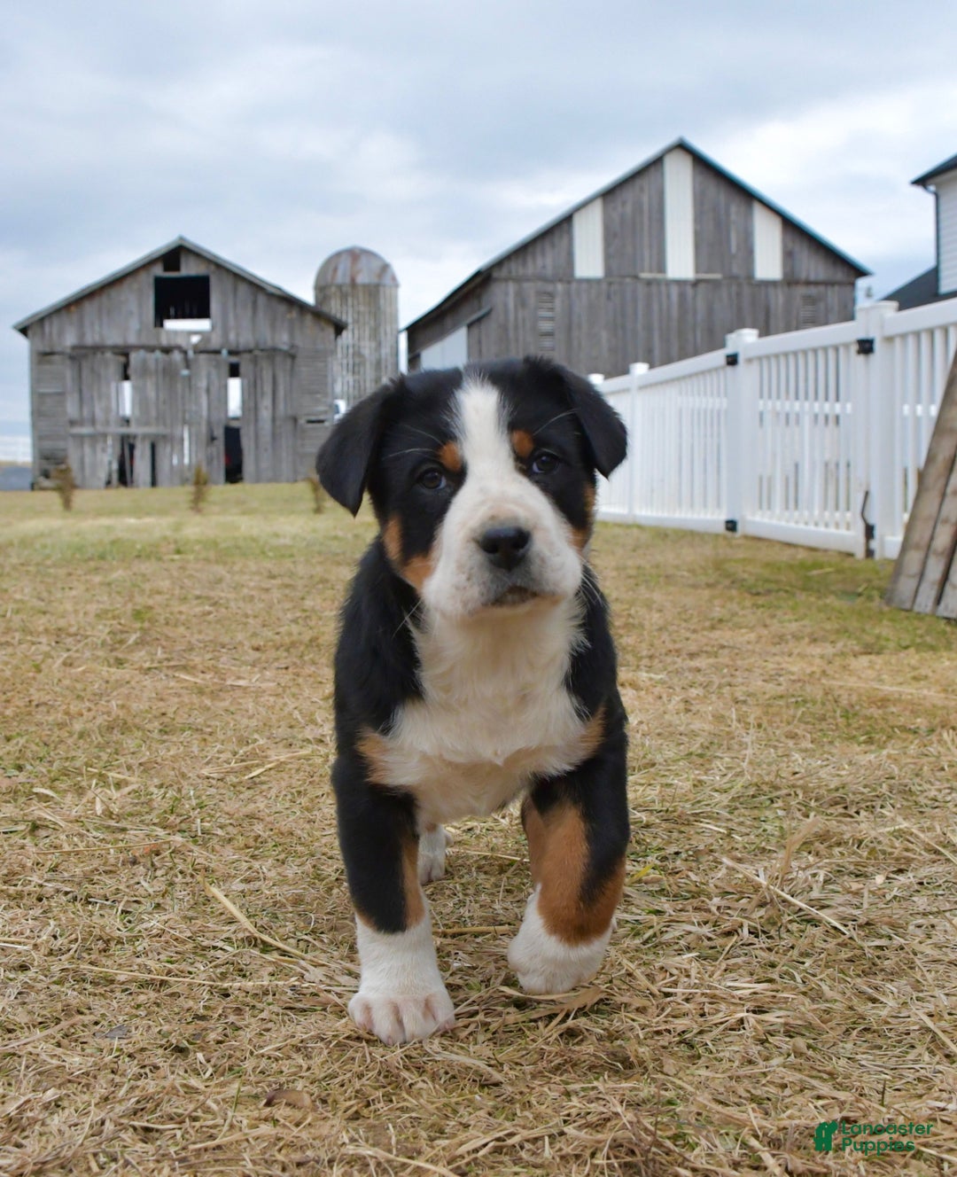Greater Swiss Mountain Dog dogs for sale: Ember  - Ad 2