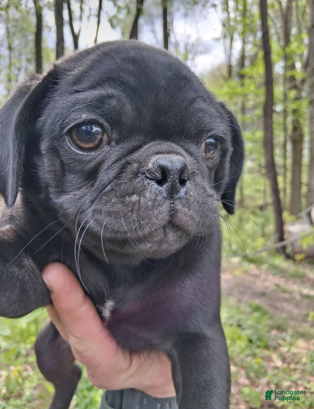 Pug dogs for sale: Camo  - Ad 1