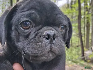 Pug dogs for sale: Camo - Ad 4
