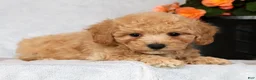 Bichpoo dogs for sale: Gina - Ad 2