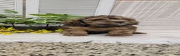 Cockapoo dogs for sale: Mindy - Ad 13