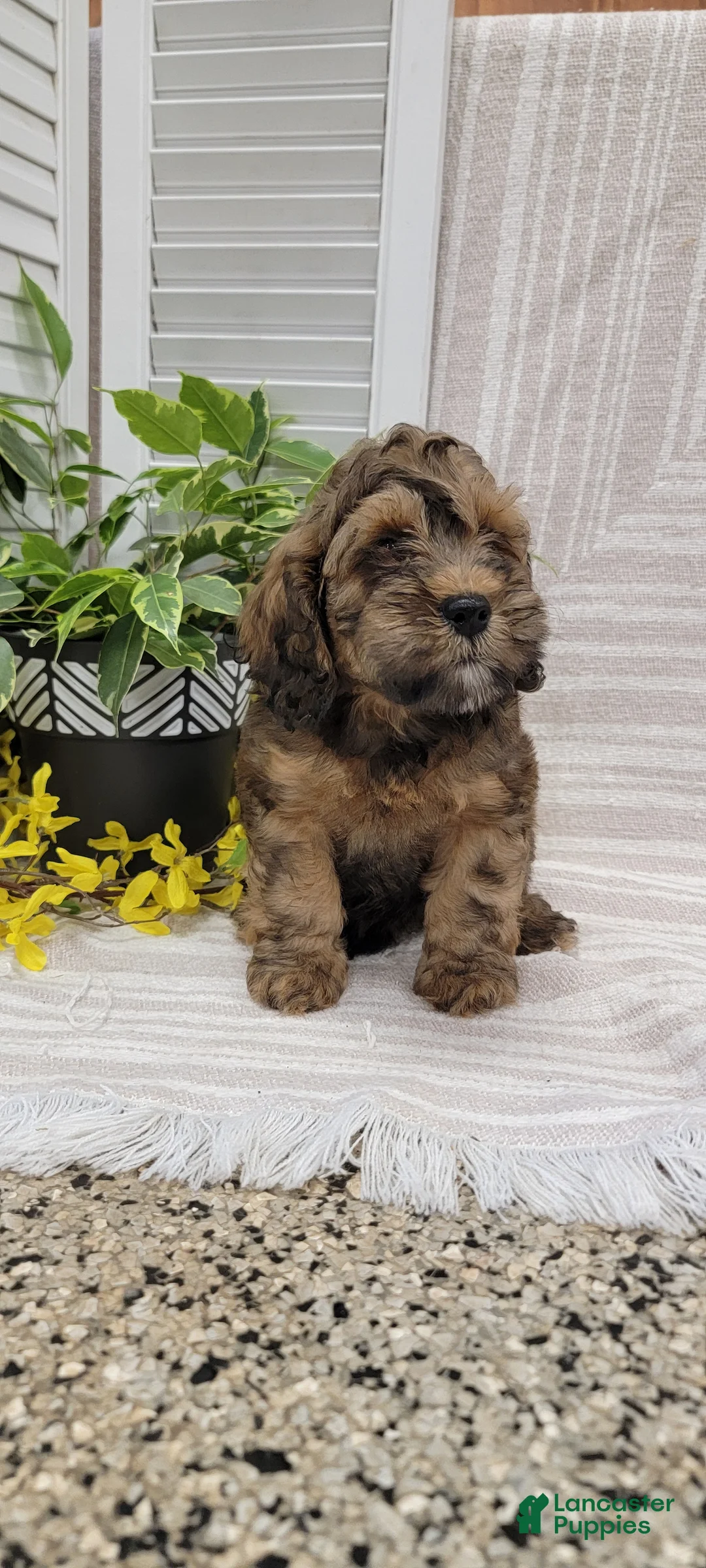 Cockapoo dogs for sale: Mindy - Ad 13