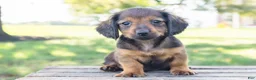 Miniature Dachshund dogs for sale: Tootsie - Ad 3