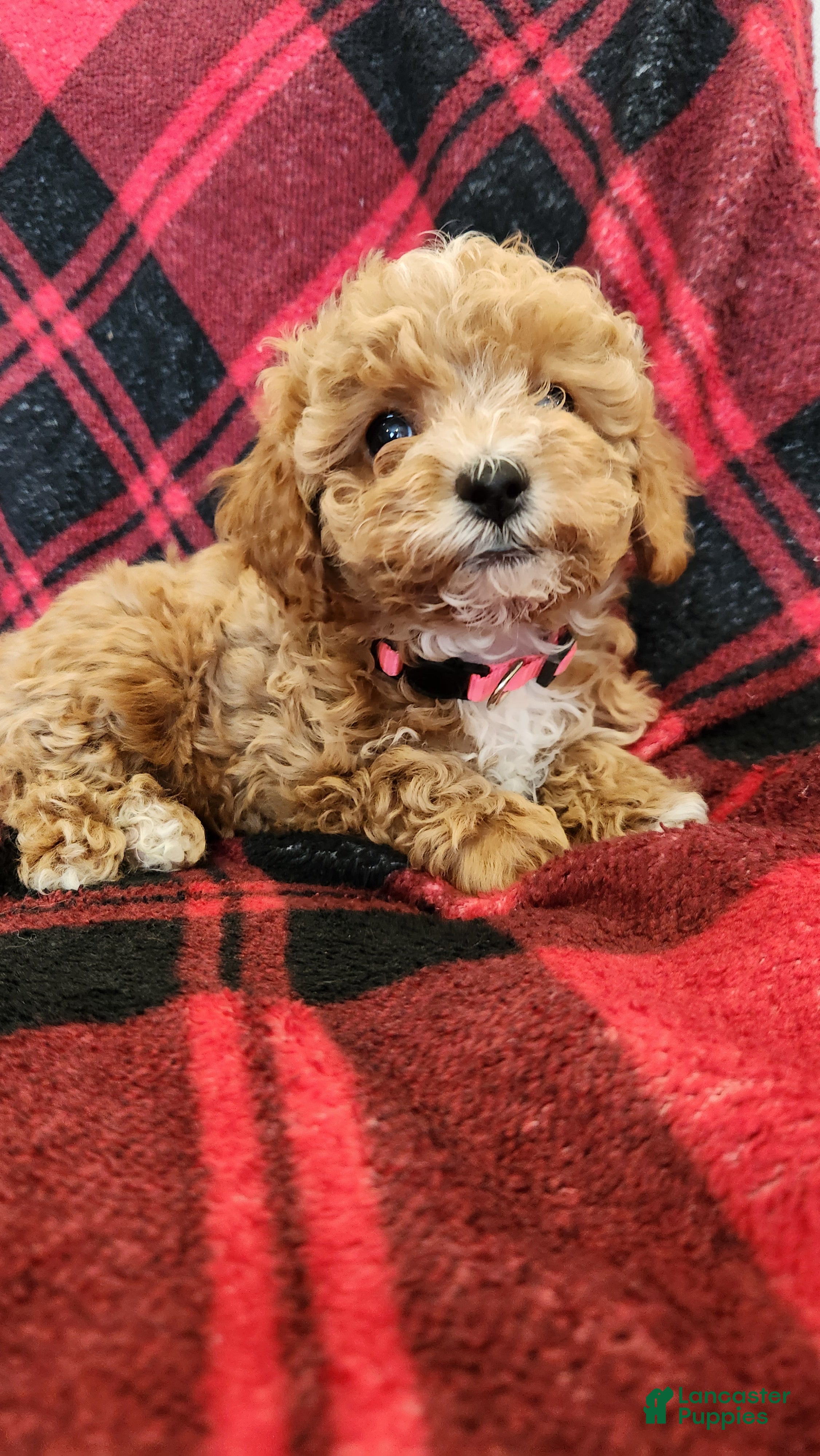 Cavapoo dogs Maggie - Ad 20