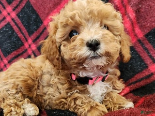 Cavapoo dogs Maggie - Ad 10