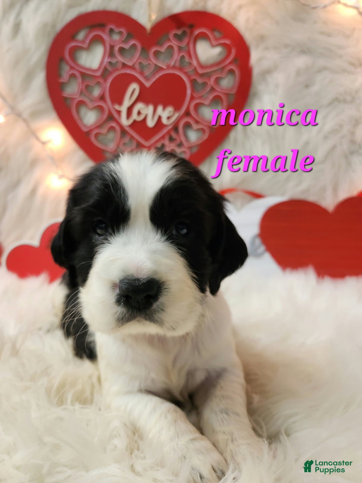 English Springer Spaniel dogs Monica - Ad 25