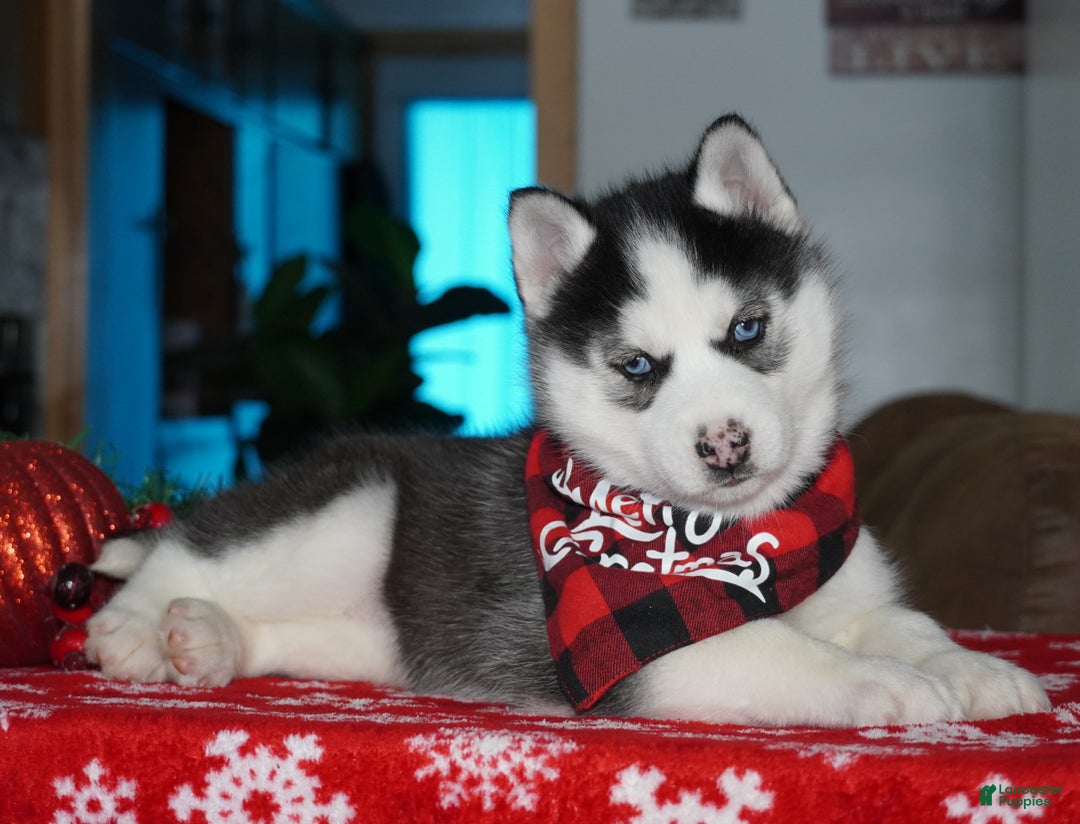 Siberian Husky dogs for sale: Luna - Ad 3